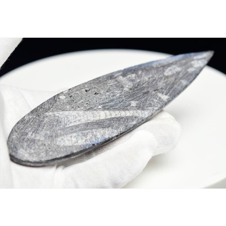 オルソセラス 直角貝 化石（約146.7g）モロッコ産 Orthoceras