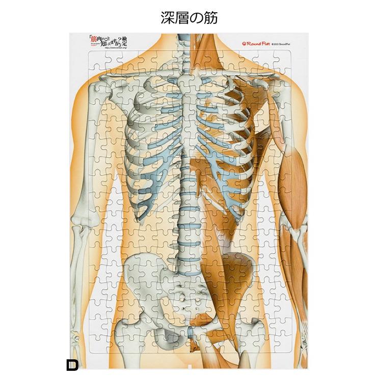 解剖学ジグソー パズル ラウンドフラット 全204ピース : Yoga-Pi