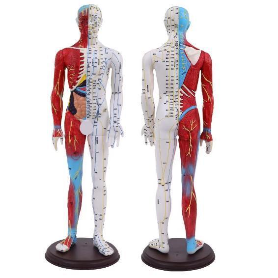 頭部鍼灸模型 20cm (中国語) 鍼灸経穴模型 人体模型 人体標本 人体