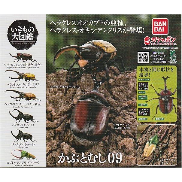 いきもの大図鑑 かぶとむし09 全6種セット : ガチャポンの山 - 通販