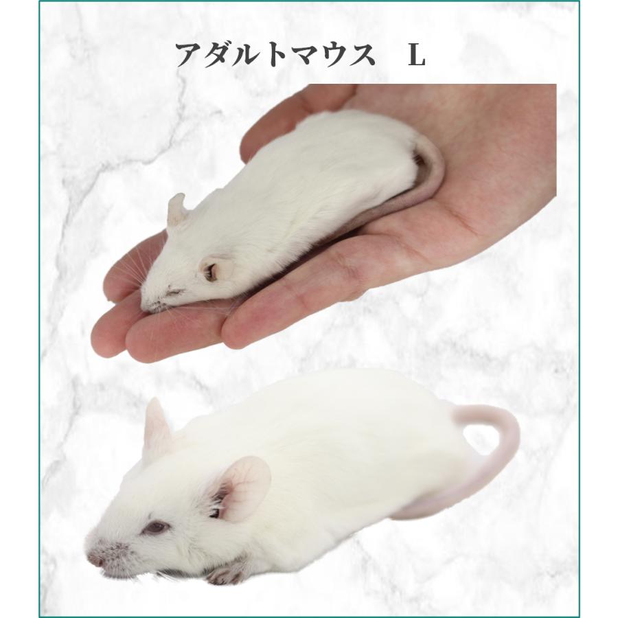 ZAZOO 国産 冷凍マウス アダルトL 28g〜35g 9cm 真空 個別包装 爬虫類