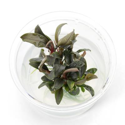 ブセファランドラお得セット E ブセファランドラの仲間 – e-scape online