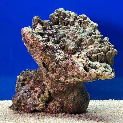 ライブロックのおすすめ人気商品一覧 通販 - Yahoo!ショッピング