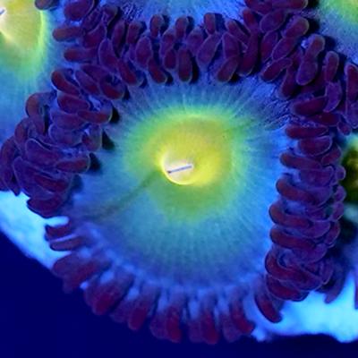 マメスナのおすすめ人気商品一覧 通販 - Yahoo!ショッピング