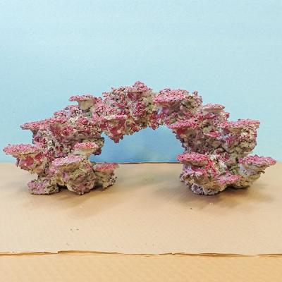 アクアギフト - ライブロック｜Yahoo!ショッピング