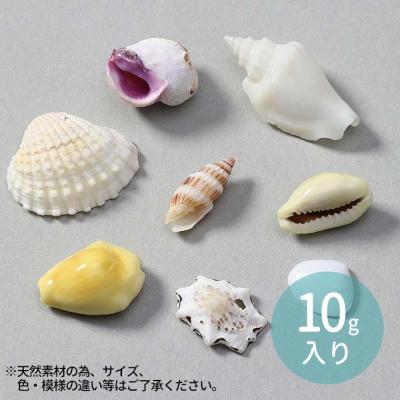 貝殻タカラガイのおすすめ人気商品一覧 通販 - Yahoo!ショッピング