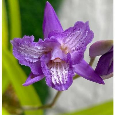 紫蘭ページ 紫蘭のおすすめ人気商品一覧 通販 - Yahoo!ショッピング