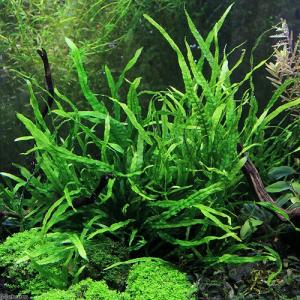 ミクロソリウム ナローリーフ 超大型株 ミクロソリウム ナローリーフ