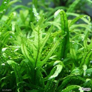 チャーム（charm） （水草）ミクロソリウムsp．スモールリーフ（水中