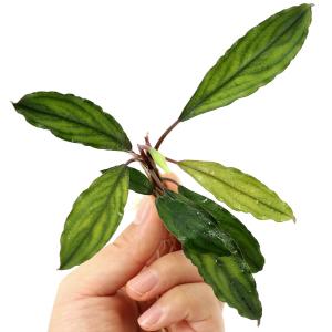 水草）ブセファランドラsp．レッドシュート（水上葉）（1株