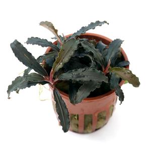 チャーム（charm） （水草）組織培養オリエンタル製 ブセファランドラ