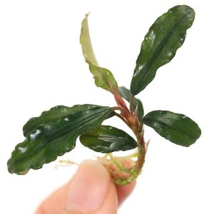 水草）ブセファランドラsp．キャサリン レッド（東南便）（水上葉