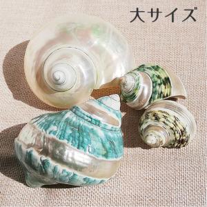 巻貝 貝殻 青緑 白 ブルーグリーン系 ホワイト系 小サイズ 海 マリン