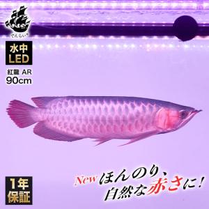 スーパーレッド 紅龍 レッドアロワナ 水中 アロワナ ライト 水槽ライト