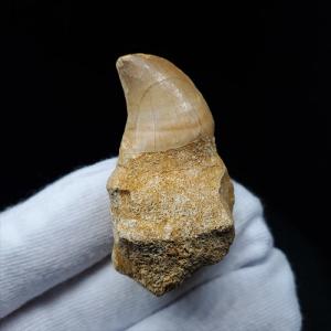 モササウルス 化石 歯 本物 モロッコ産 27.67mm プレゼント ギフト