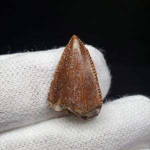 希少 ティラノサウルス類 化石 骨 恐竜 本物 ゴビ砂漠産 101.33mm