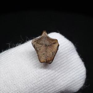 博物館級 キプロスドワーフカバ 化石 歯 本物 キプロス共和国 mm