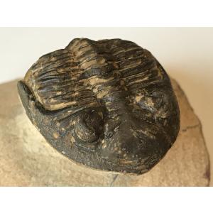 希少種☆三葉虫 アカンソピゲ 超レア！ : 化石・鉱物専門店Fossils