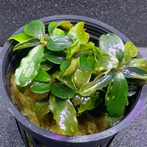 水草 ブセファランドラSP. グリーンウェイビー POT入り ポット入り