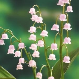 2026年2月】すずらんのおすすめ人気ランキング - Yahoo!ショッピング