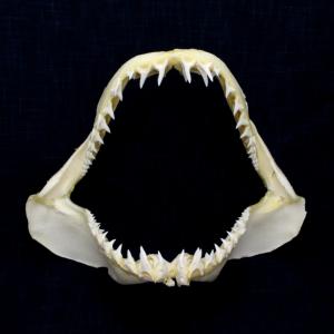 サメ歯オブジェ標本