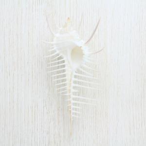 ミヒカリコウロギボラ 貝殻 標本 約20〜21cm : 海洋工房 - 通販
