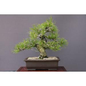 盆栽 特選：皐月(大盃)現品*さつき サツキ Rhododendron indicum