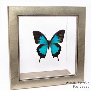 昆虫標本 蝶の標本 ディディウスモルフォ メタリック調ライトフレーム