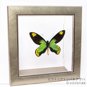 昆虫標本 蝶の標本 キプリスモルフォ メタリック調ライトフレーム