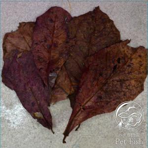 沖縄県産無農薬 マジックリーフ（1袋：5枚入り） : 姫えびすヤフー店