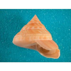 アンシュウオキナエビス : 貝殻ストア - 通販 - Yahoo!ショッピング