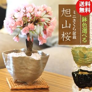 盆栽：桜・藤寄せ植え* (萬古焼青楕円鉢) ＜2026年春開花予定＞さくら