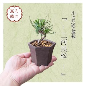 現代小鉢：平安虹泉 碗型丸鉢 12.1cm【現】*資材 : 遊恵盆栽 Yahoo