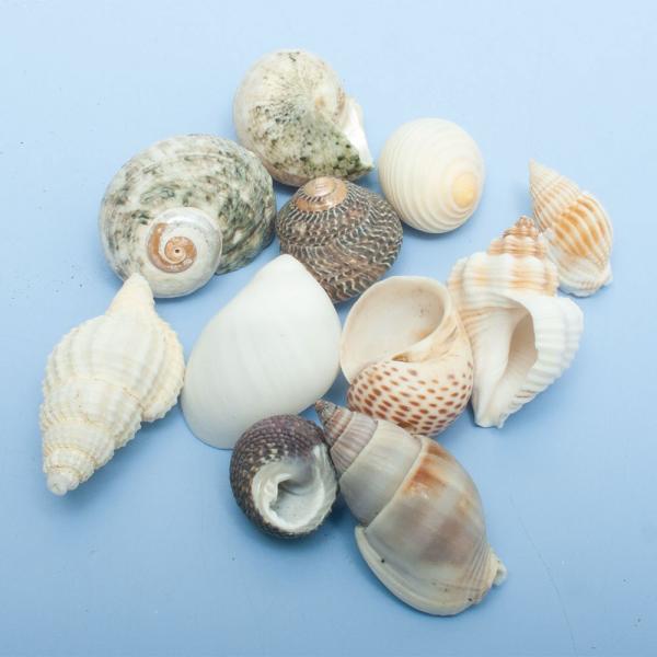 貝殻いろいろ 貝殻 巻貝MIX Sサイズ 種類おまかせ（殻口〜15mm）（10個