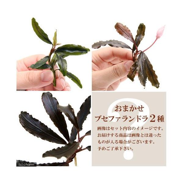 ブセファランドラ『13種13株』【完全水中葉】溶岩石活着株