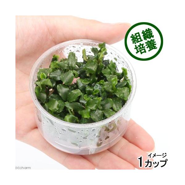 チャーム（charm） （水草）組織培養 ブセファランドラsp．グリーン