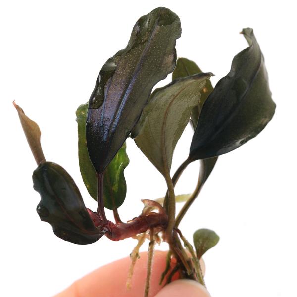 チャーム（charm） （水草）ブセファランドラsp．ゴースト2016