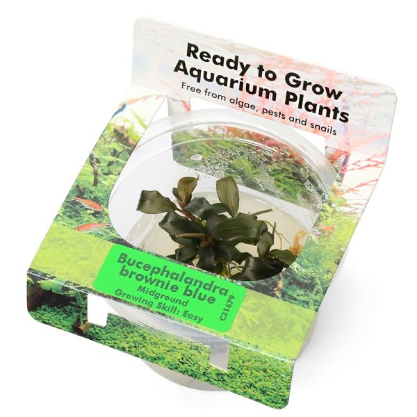 水草）組織培養オリエンタル製 ブセファランドラsp．ブラウニー