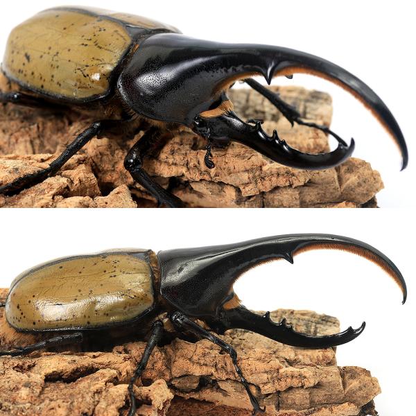 昆虫）（B品）一点物 ヘラクレス・ヘラクレス グアドループ産 オス