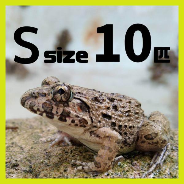 atagostore_katukaeru-s10