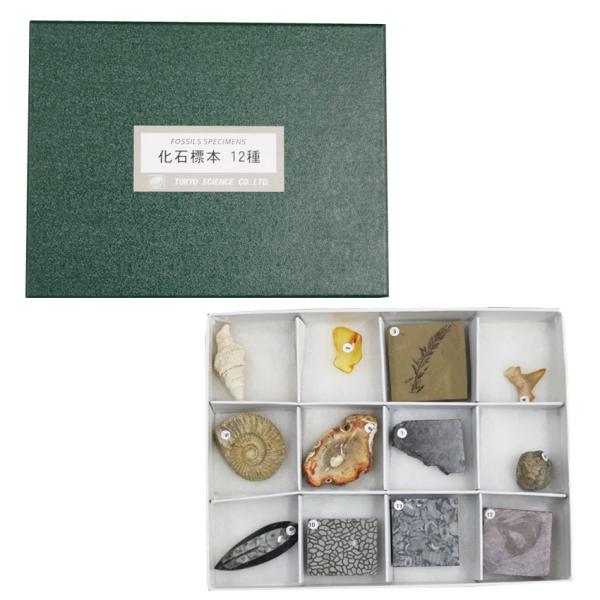 いろんな化石 セット 古代生物 標本 研究 コレクション Amazon | TOKYO