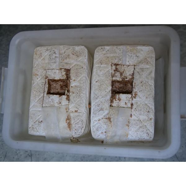 産卵及び幼虫飼育（ボトル詰替には向きません） カワラタケ菌糸