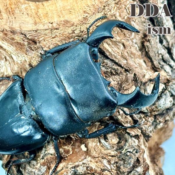 天然ダイオウヒラタ ♂70〜79mm ペア 東ジャワ/イジェン プレゼント