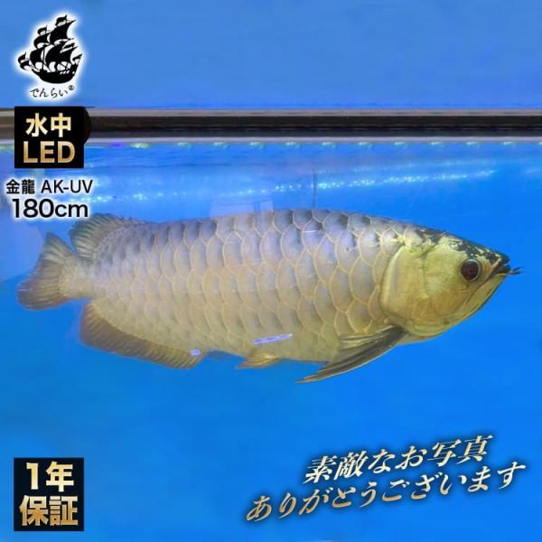 藍底金龍 アロワナライト 過背金龍 水槽ライト 熱帯魚ライト テン
