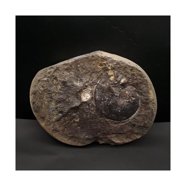 母岩付き アンモナイト 三畳紀 化石 本物 ノルウェー産 210mm fan1