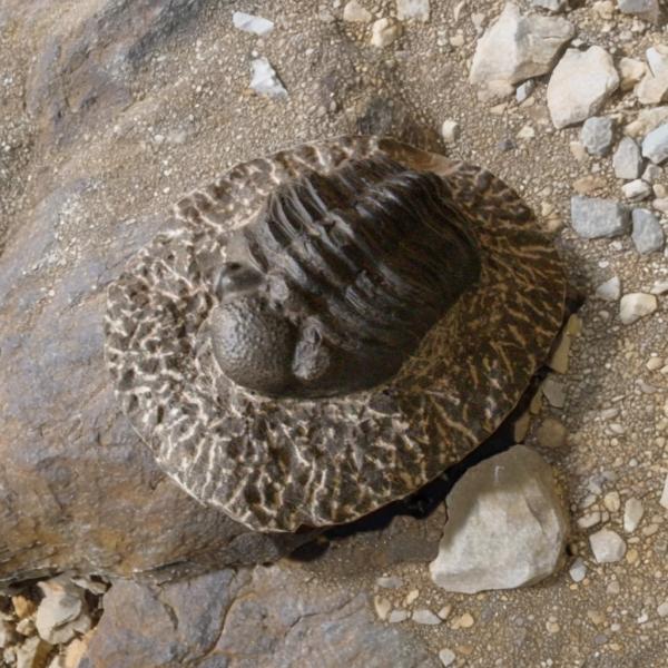 稀少珍品 デボン紀 三葉虫化石 奇形 母岩付14cm1.1kg Trilobite