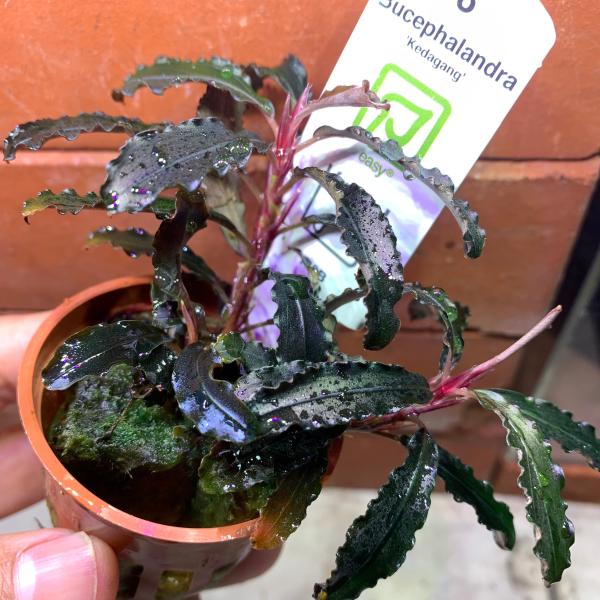 kotinettaigyo_20200209