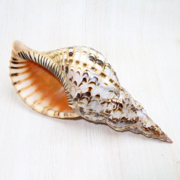 ホラ貝M（法螺貝） 貝殻 ホラガイ インテリア 約28〜30cm : 海洋工房