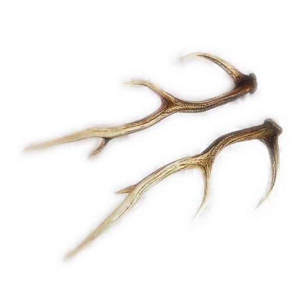 蝦夷鹿の角 58本分 ハネ品7本分無料 蝦夷鹿の角 58本分 ハネ品7本分