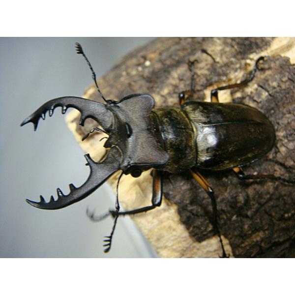 ミヤマクワガタ野外採集品ペア☆鹿児島県産☆♂65.5ミリ♀33.6ミリ